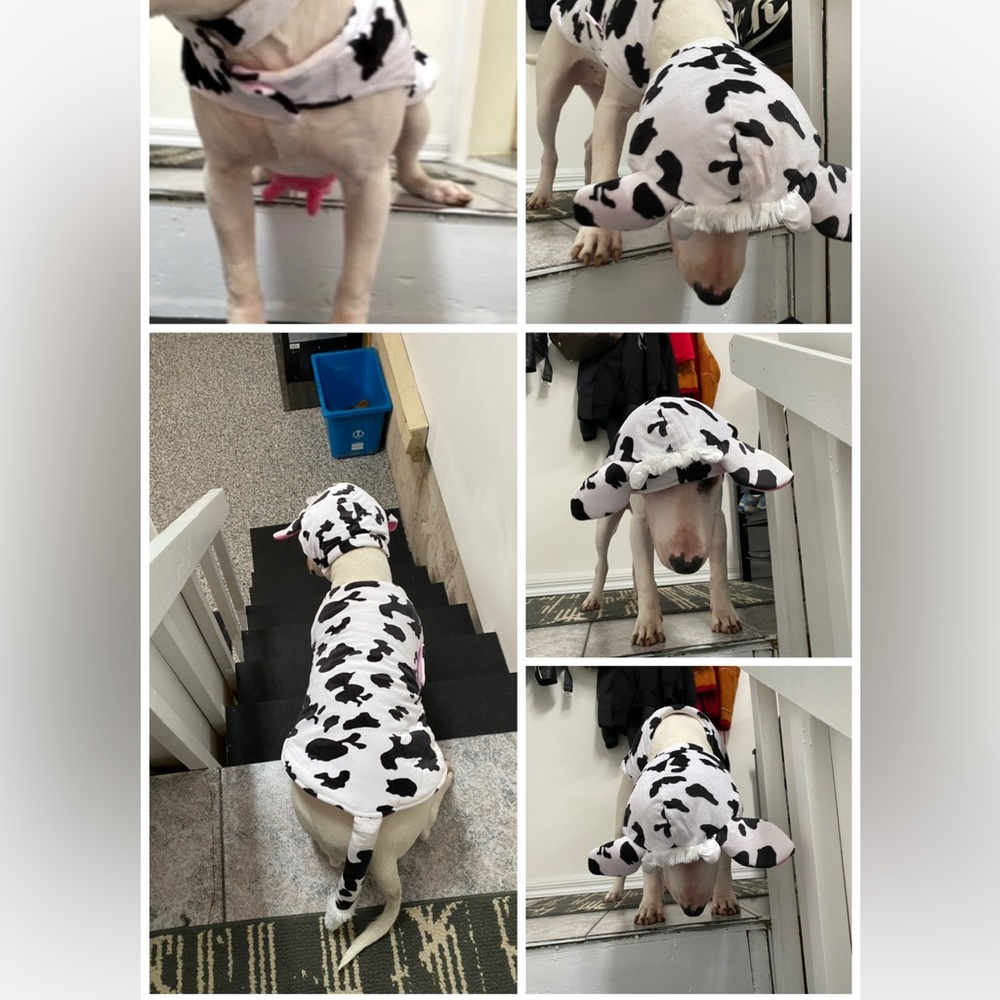 Adorable Doggie Costume